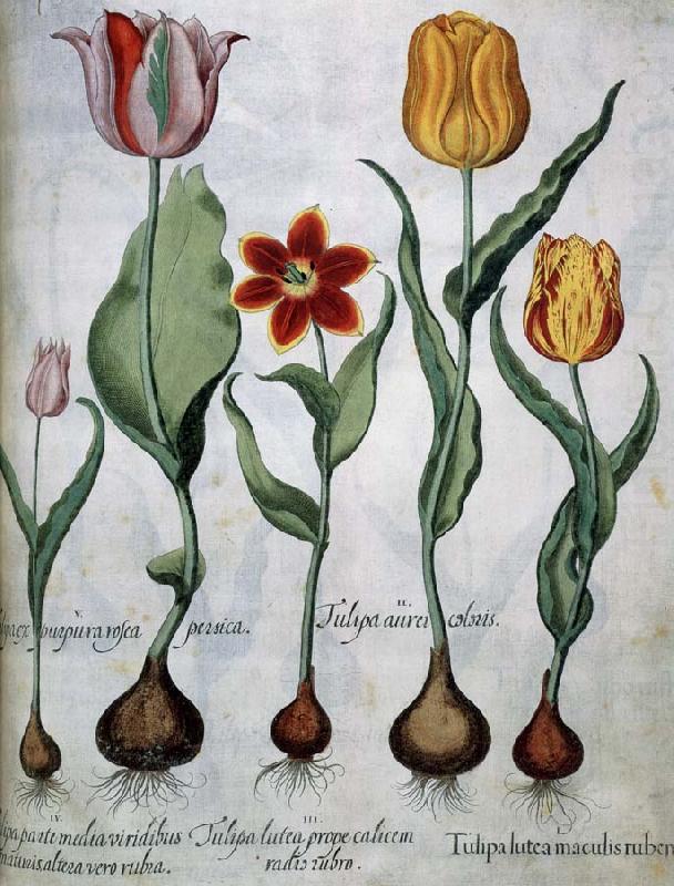 Hortus Eystettensis, Basilius Besler